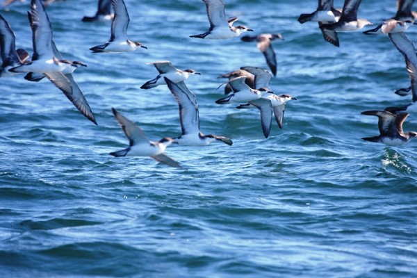 Buller's Shearwater